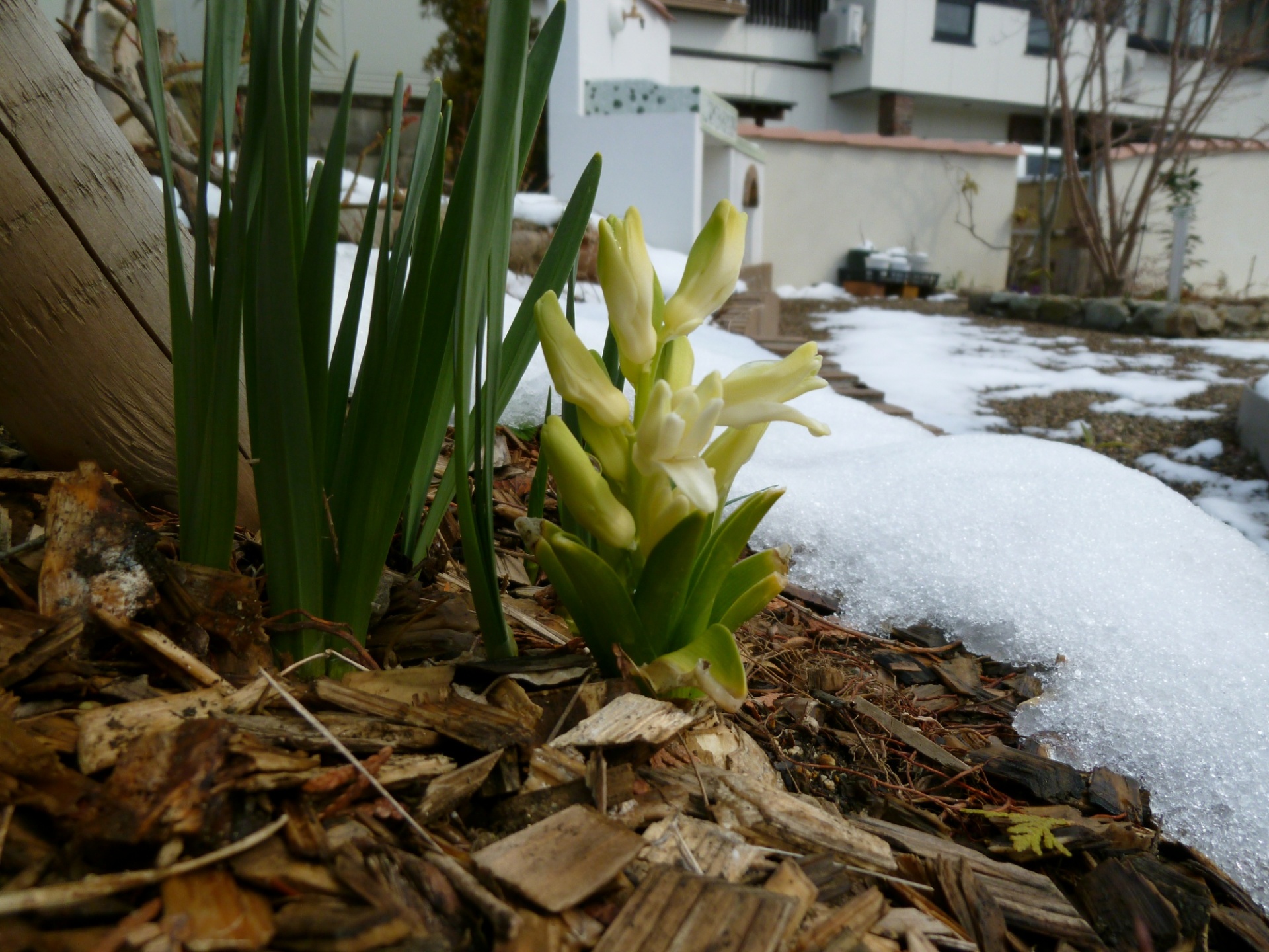 雪とヒヤシンス