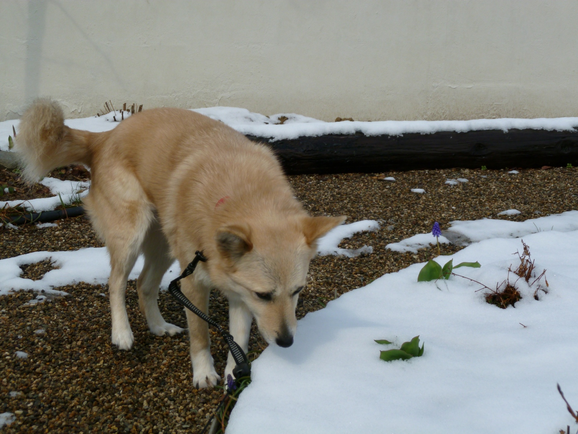 パトロール中の看板犬くう