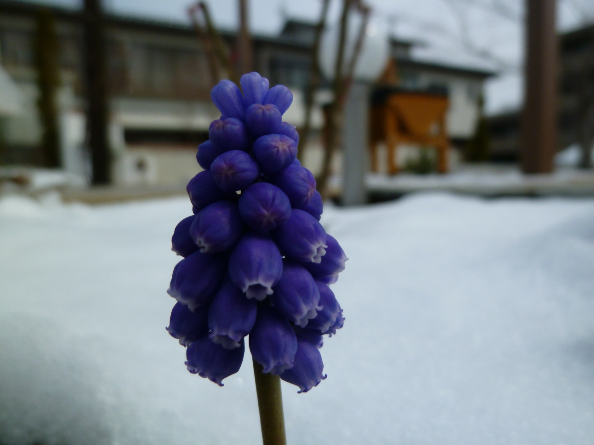 春の雪にもめげず・福島県郡山市