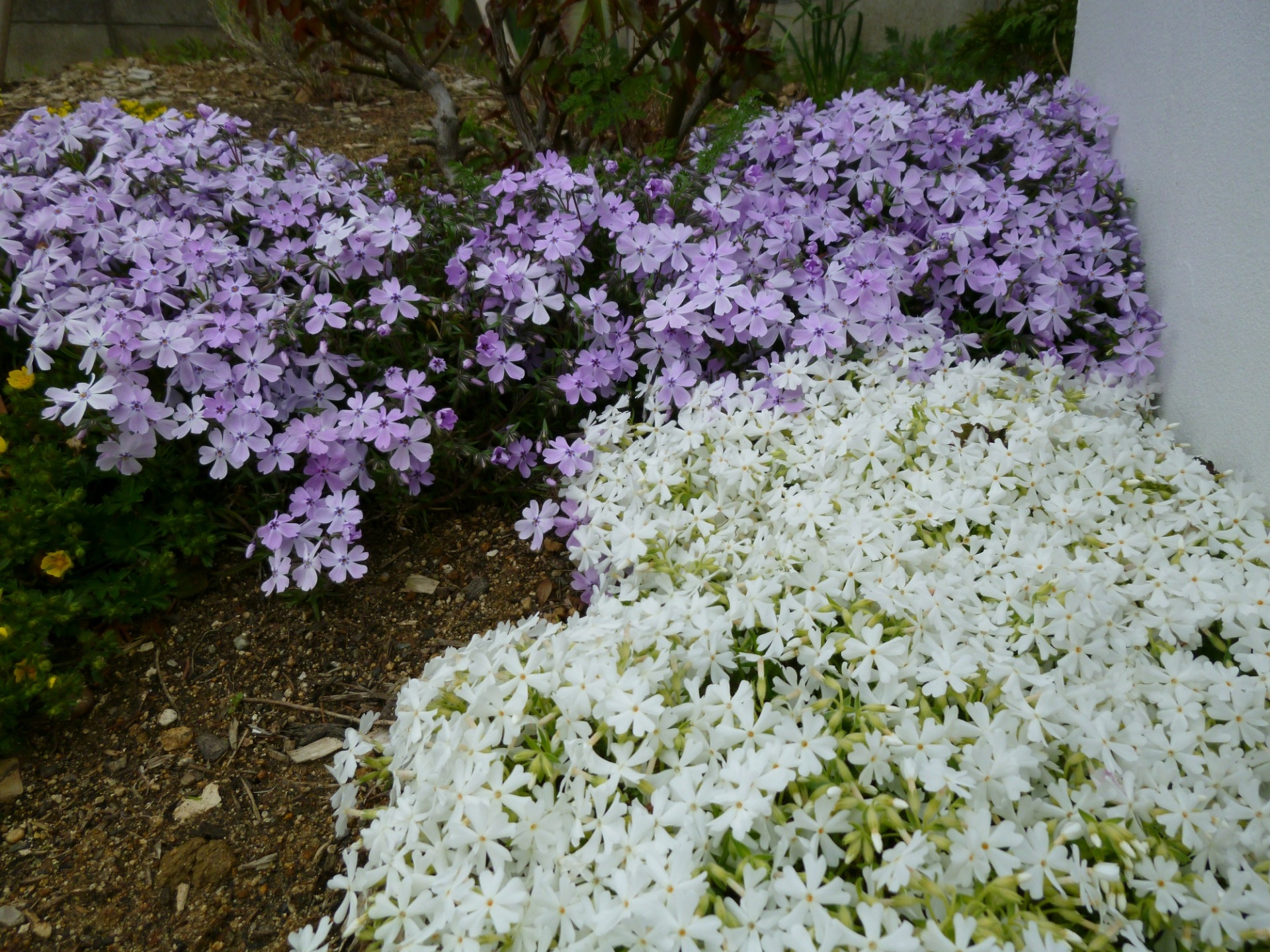 芝桜