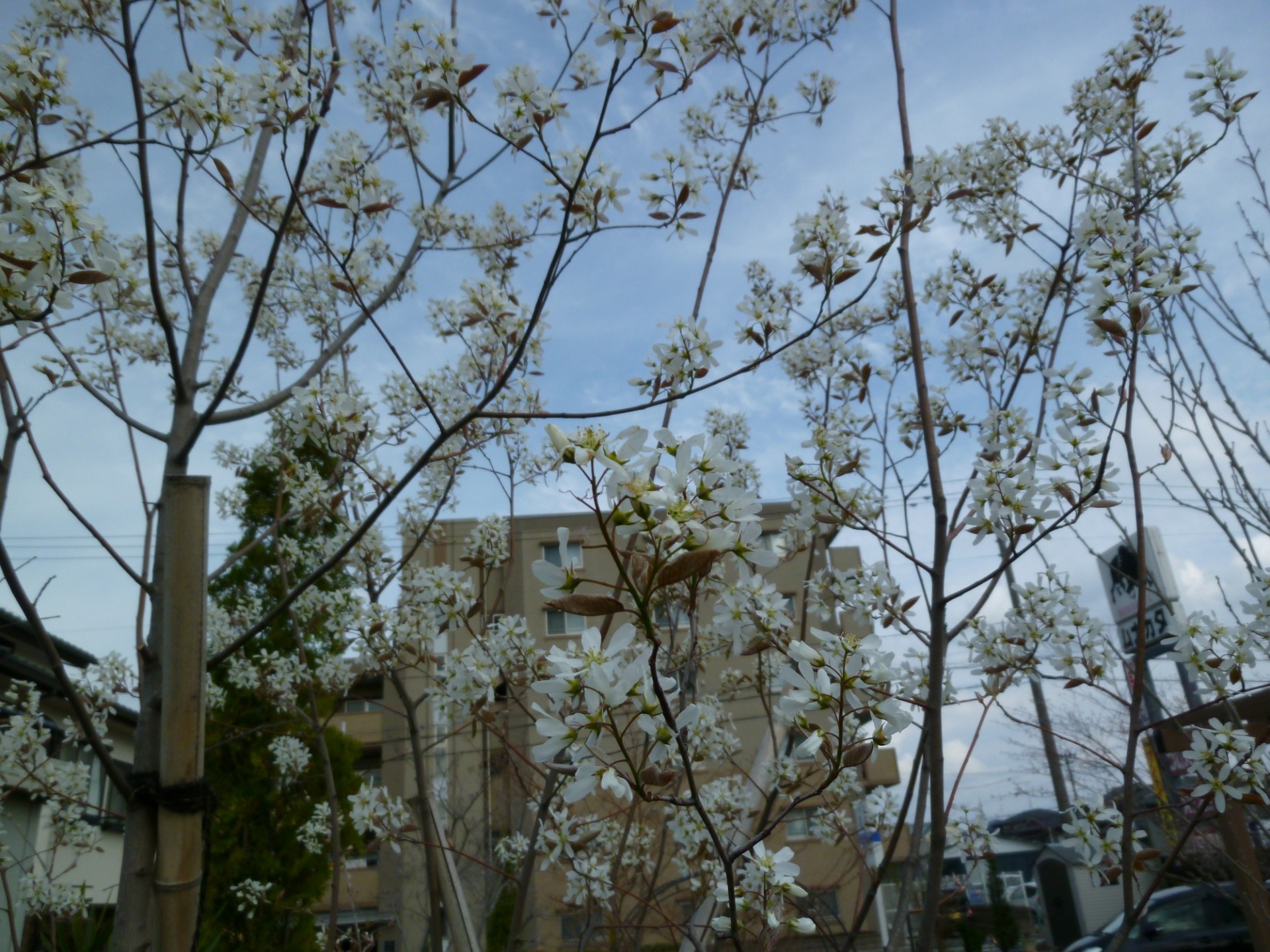 春爛漫展示場の花々・福島県郡山市