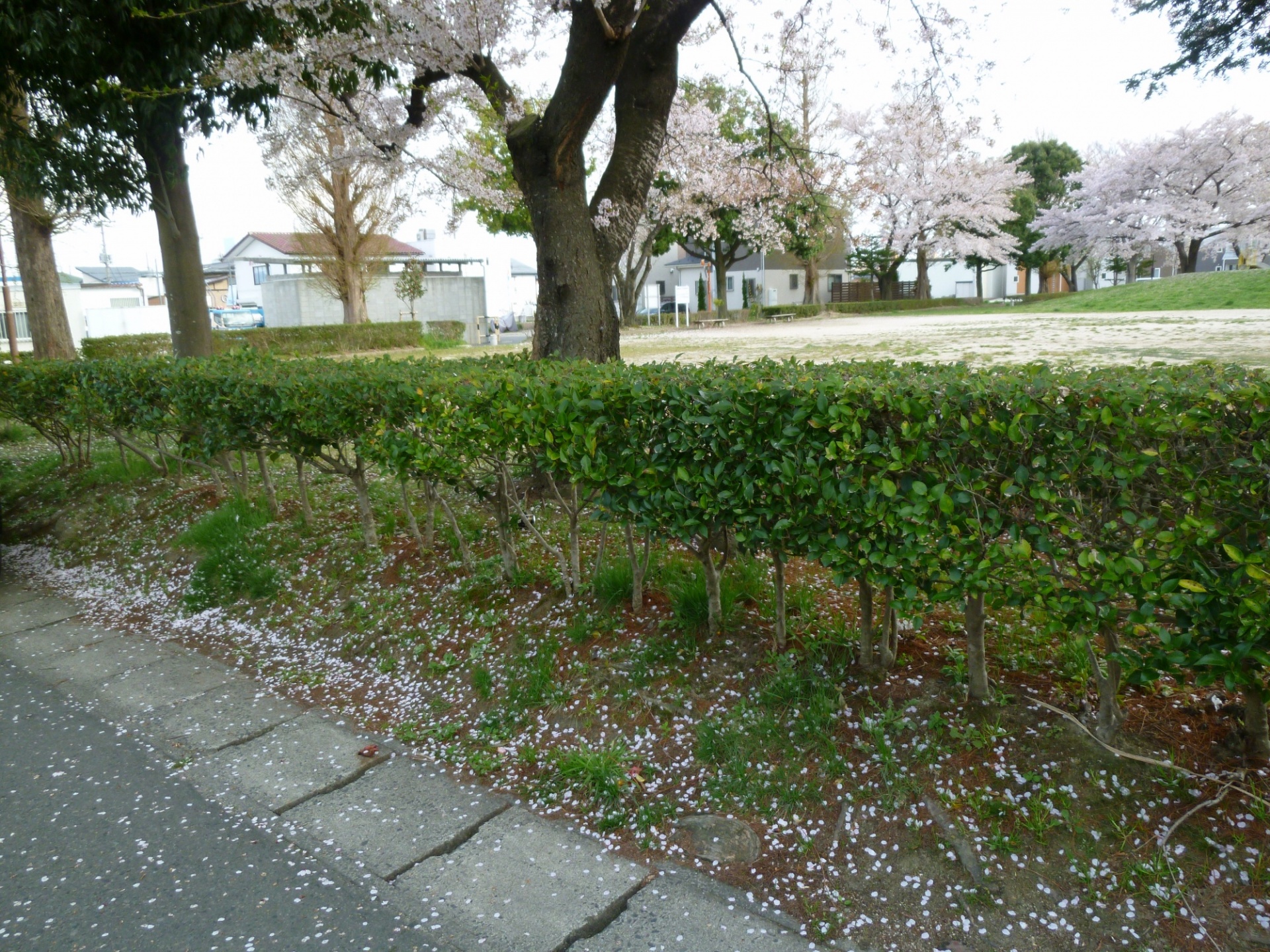 堤公園の桜