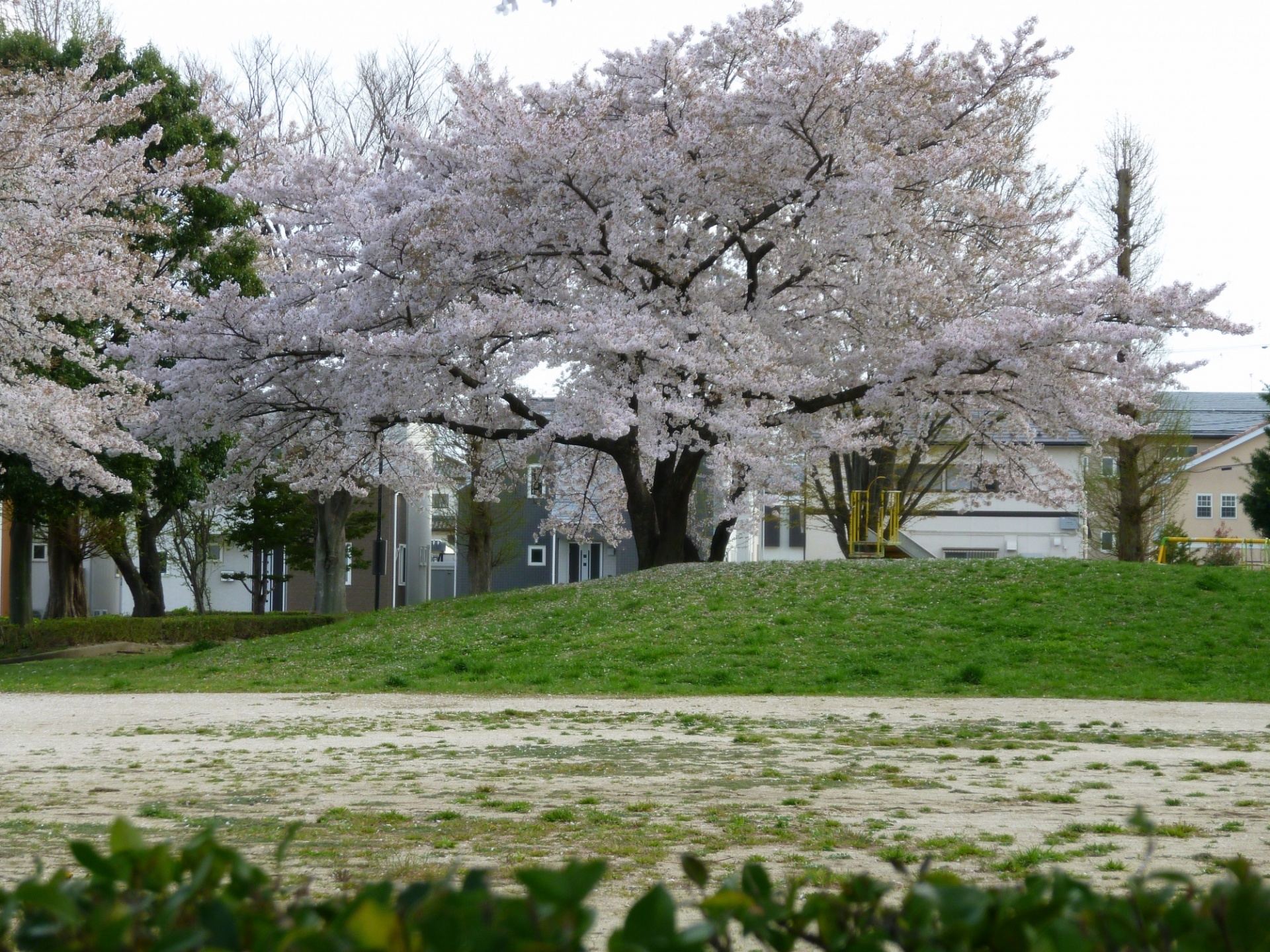 堤公園の桜