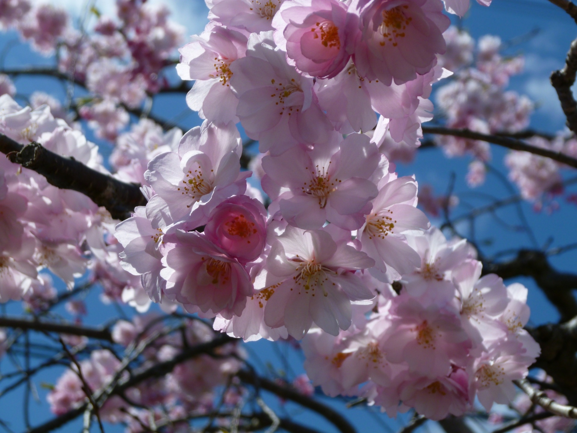 枝垂桜喜多方