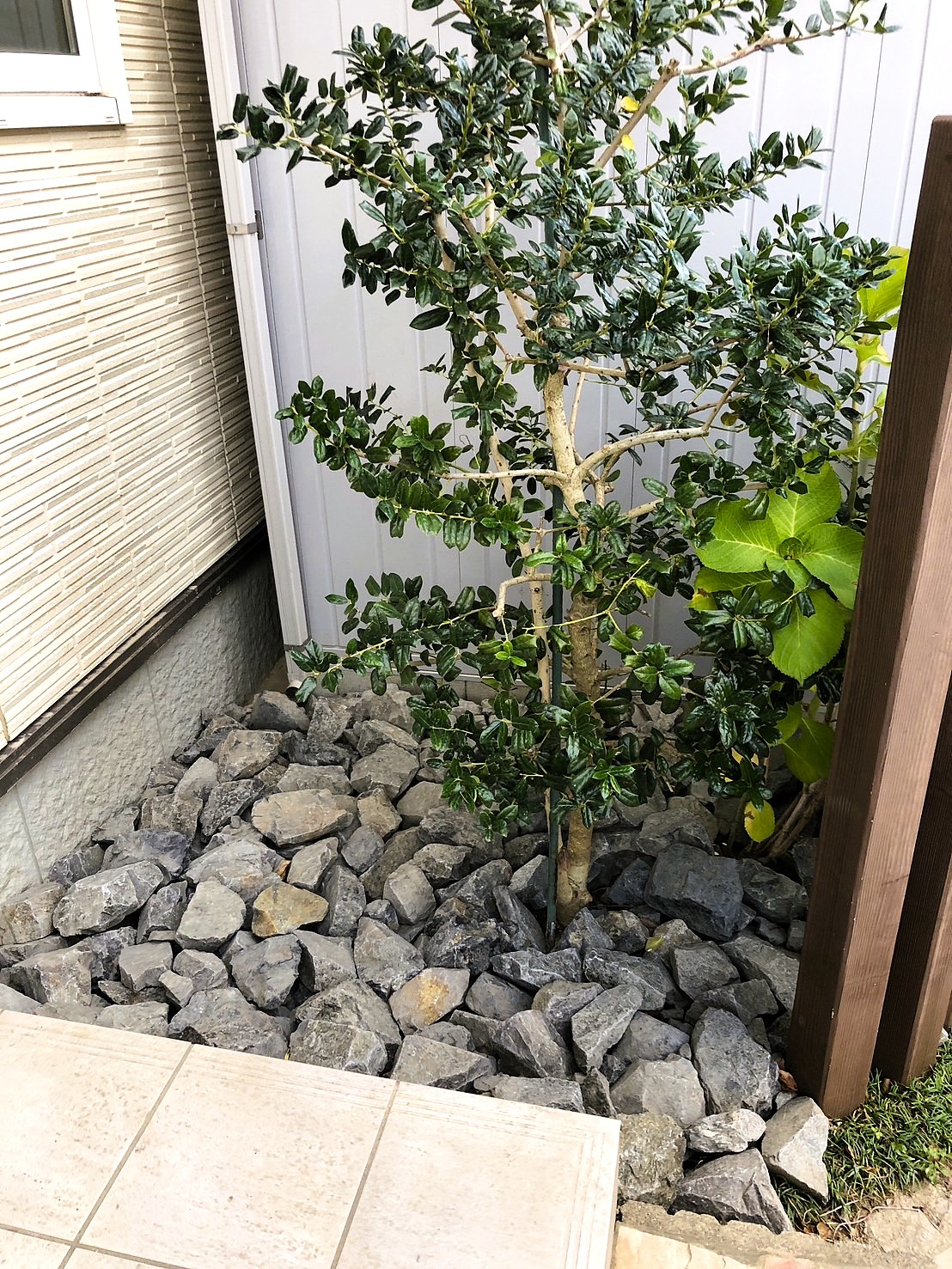 シンボルツリーにロックガーデン