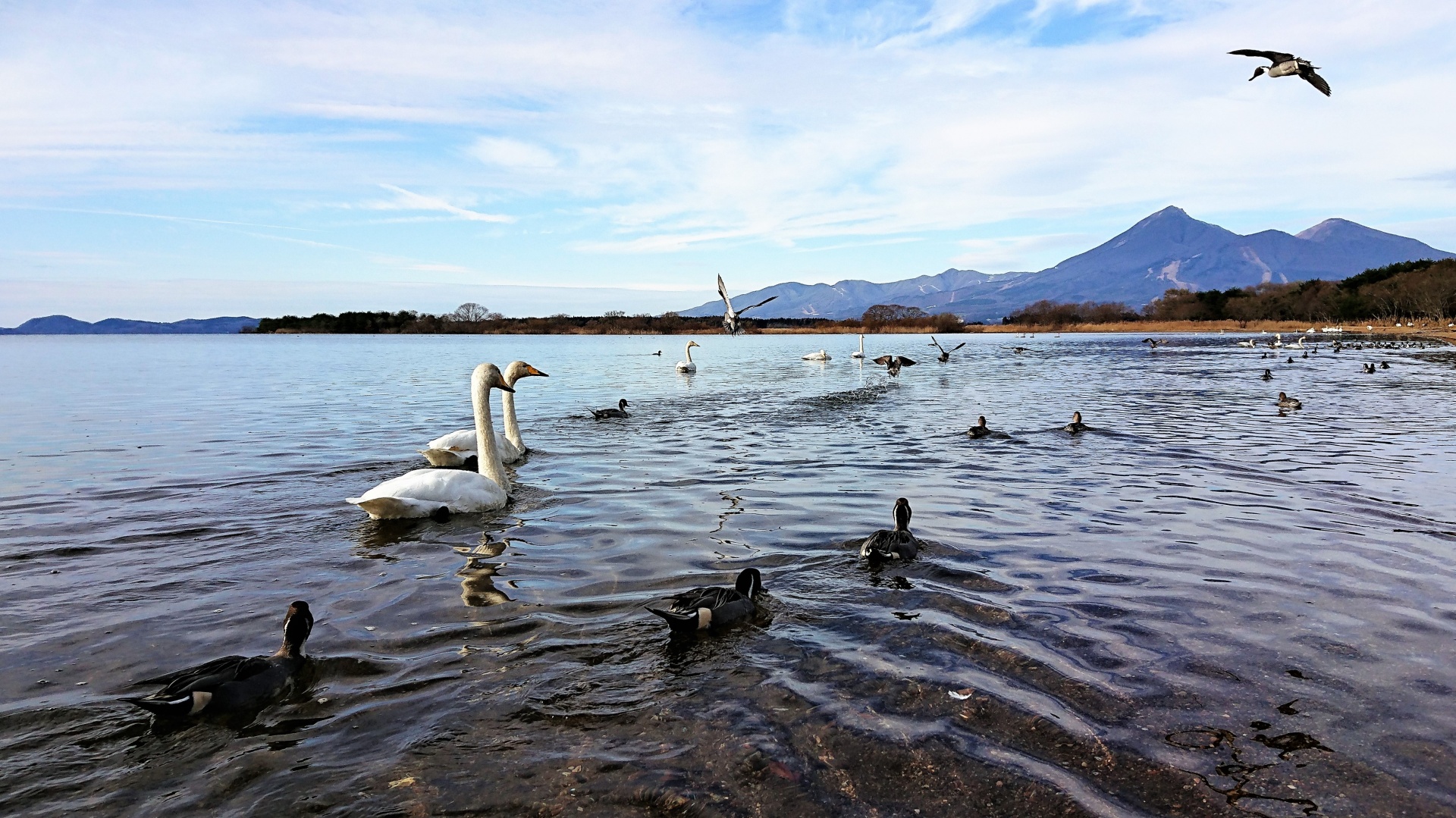 白鳥の湖・福島県郡山市