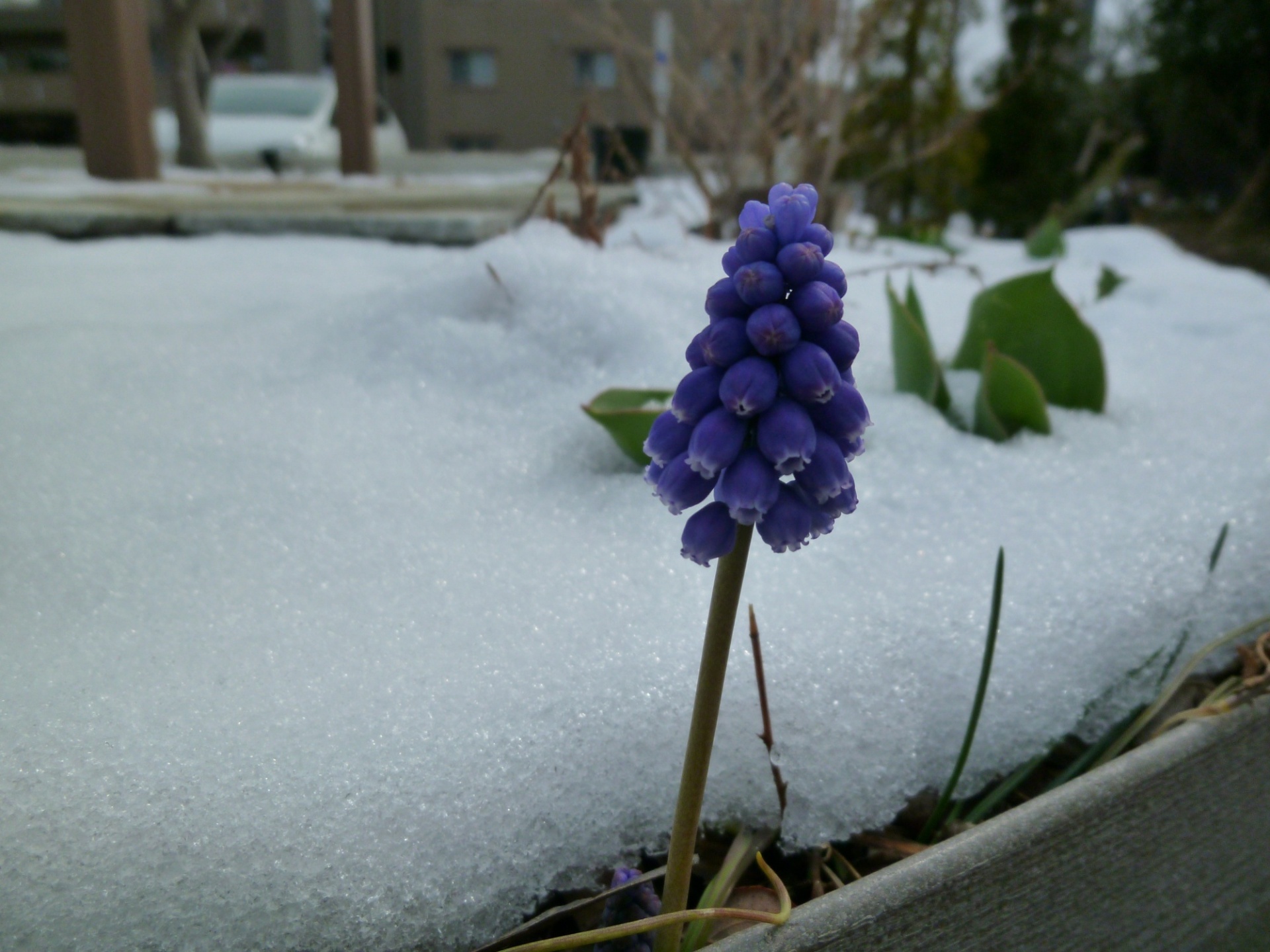 雪中ムスカリ