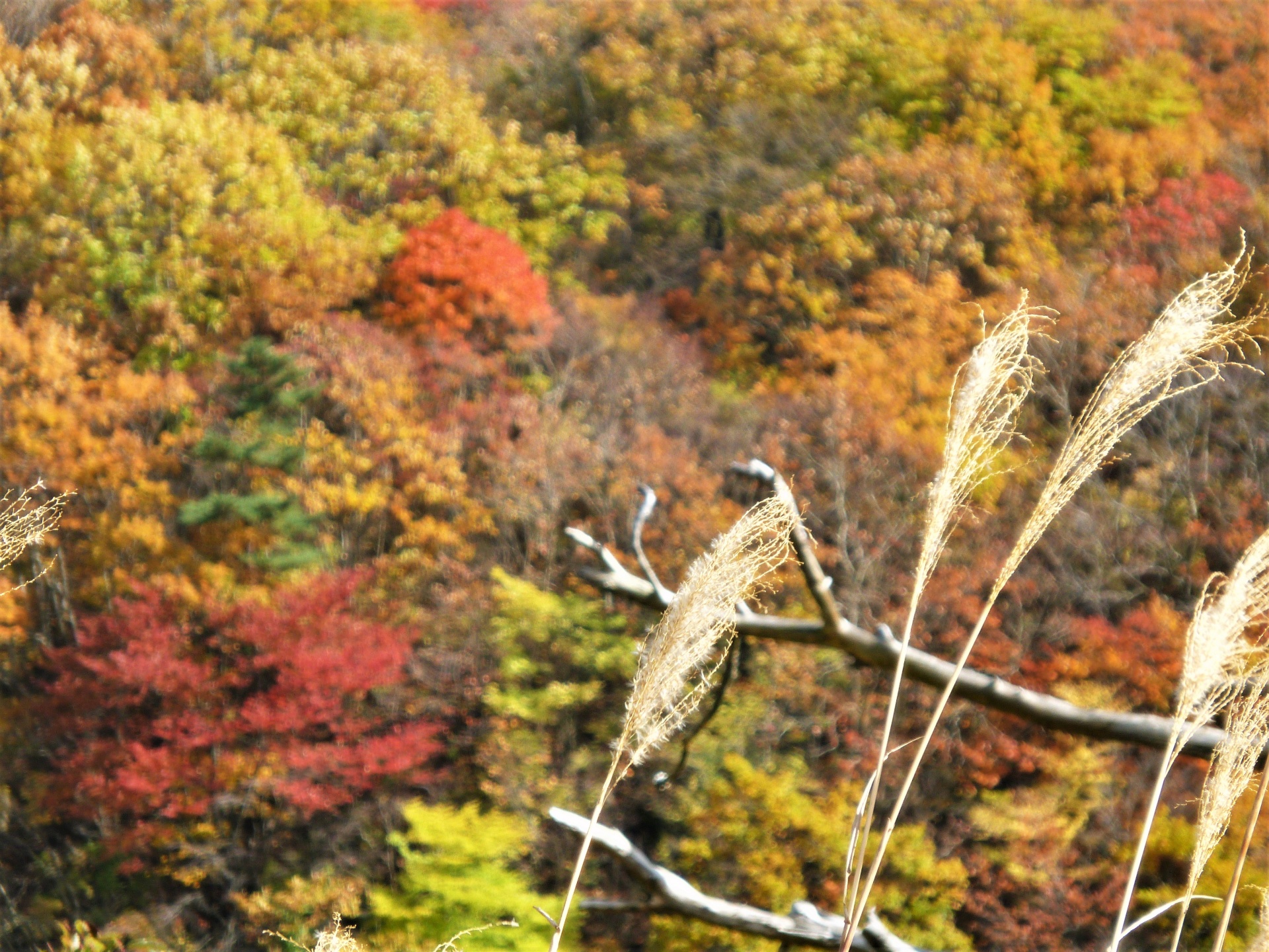 クワナのカレンダー福島県郡山市