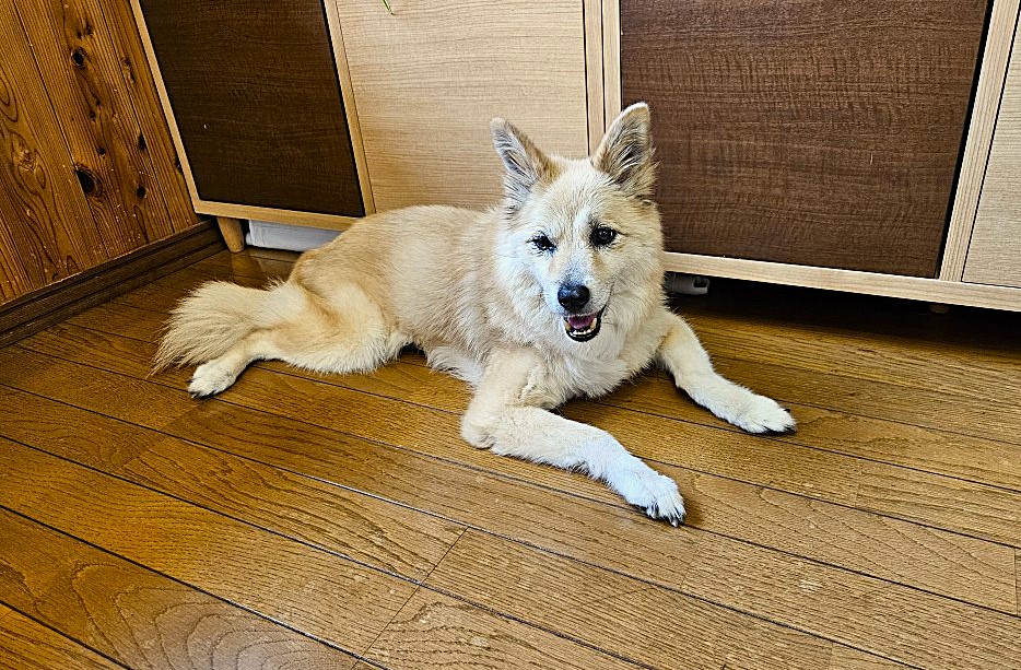 蝉も鳴かない暑さかな・福島県郡山市