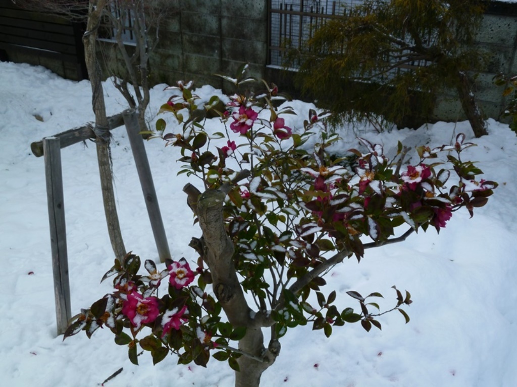 寒そうな山茶花