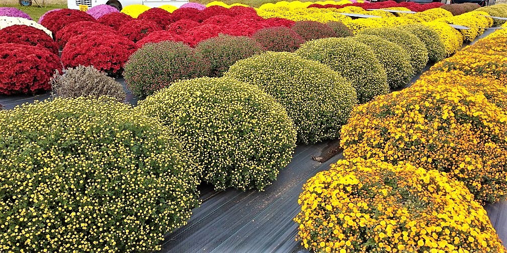 ザル菊アート・福島県郡山市