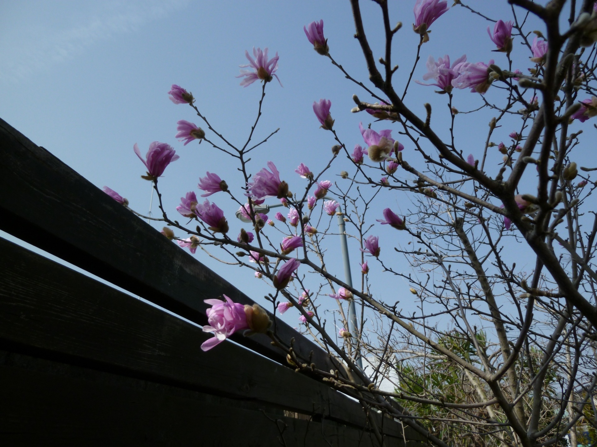 春本番 お待たせしました 福島県郡山市 エクステリア ガーデン クワナ