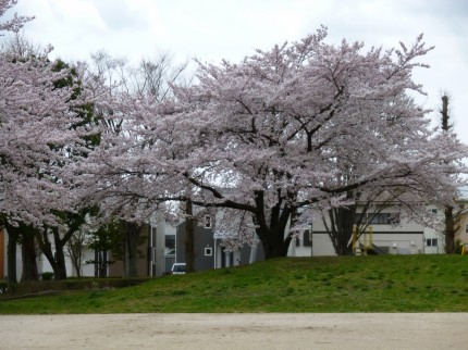 堤公園の桜