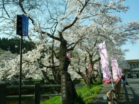 石川の桜
